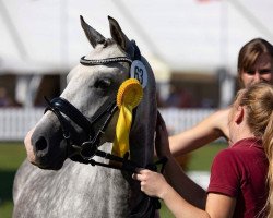 broodmare Rapsi (German Riding Pony,  , from Nuts)