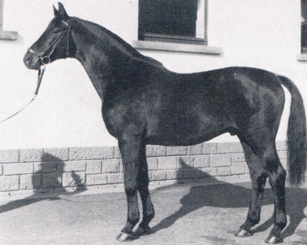 stallion Kufstein (Trakehner, 1972, from Märchenstein)
