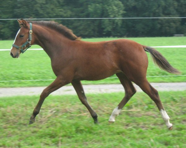 broodmare Golden Renesme (Westphalian, 2011, from Cadeau des Dieux)