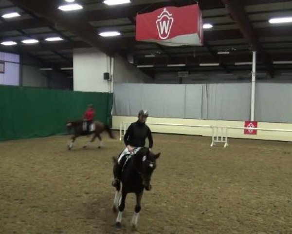 broodmare Fiorella (Westphalian, 2002, from Fleurop)