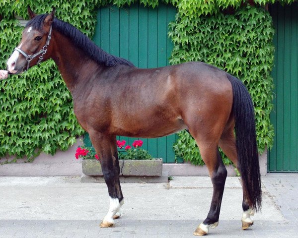 Springpferd Vico (Deutsches Reitpony, 2009, von Vincent)