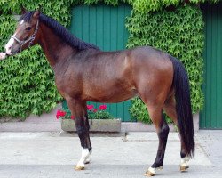 jumper Vico (German Riding Pony, 2009, from Vincent)