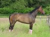 broodmare Santany (Westphalian, 2003, from Show Star)