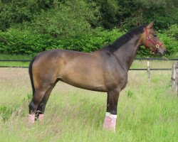 broodmare Santany (Westphalian, 2003, from Show Star)