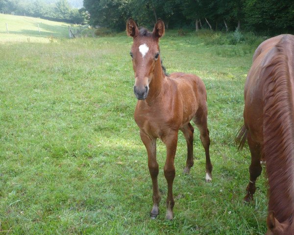 Springpferd Stella (Zweibrücker, 2011, von Shirkan Z)