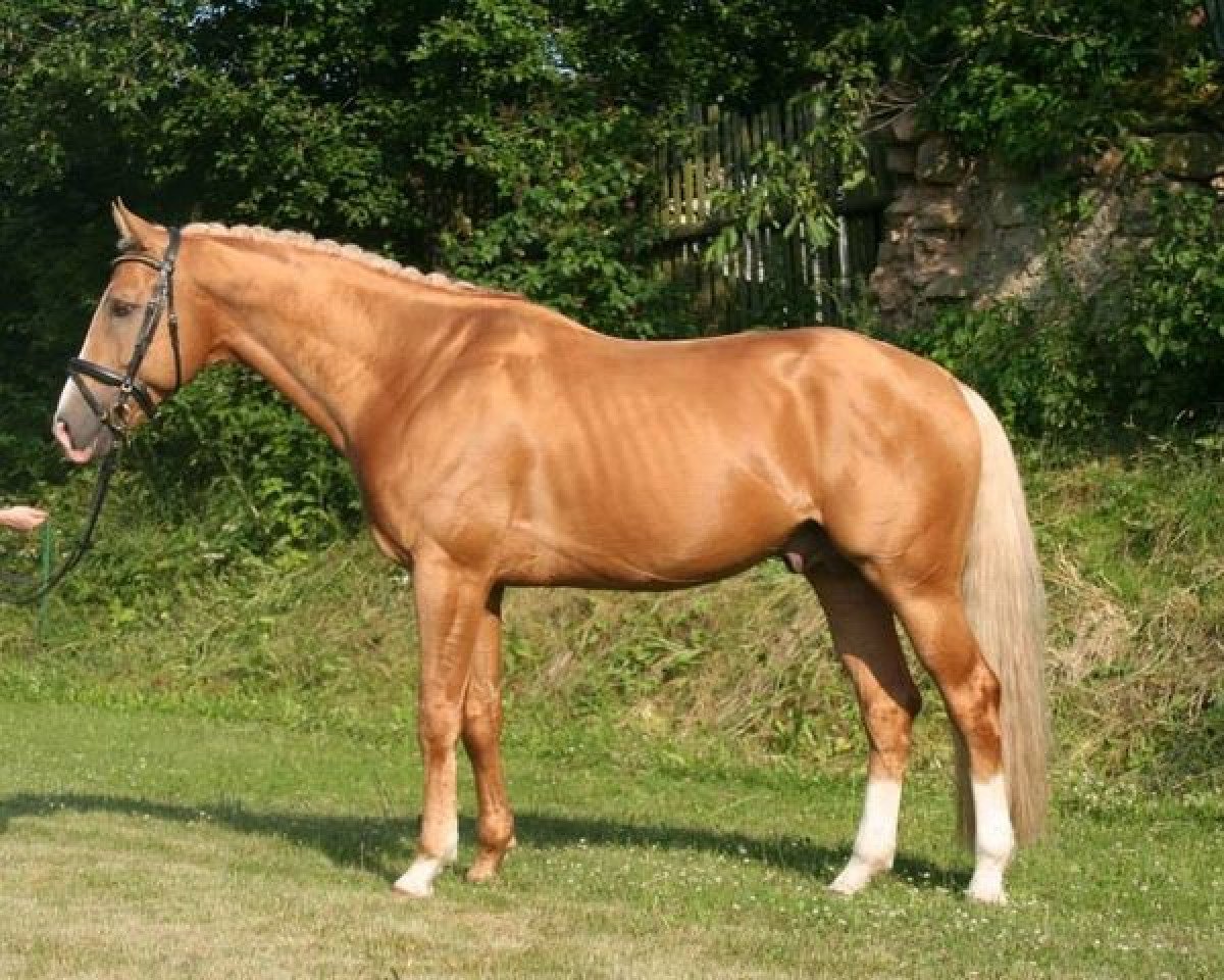 Deckhengst Quoniam Haiti (Tschechisches Warmblut, 1982, von Quoniam-161)