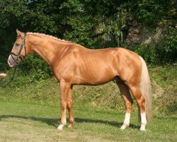 stallion Quoniam Haiti (Czech Warmblood, 1982, from Quoniam-161)