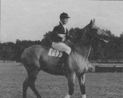 Deckhengst Nezamysl (Tschechisches Warmblut, 1950, von Persimon xx)