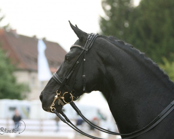 stallion Danny de Vito 2 (Oldenburg, 1993, from Donnerhall)