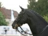 stallion Danny de Vito 2 (Oldenburg, 1993, from Donnerhall)