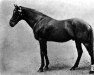 stallion Nunthorpe xx (Thoroughbred, 1886, from Speculum xx)