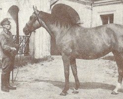 Zuchtstute Belina I (Wielkopolska, 1948, von Palermo II)