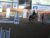 jumper Sendi 8 (German Warmblood, 1995)