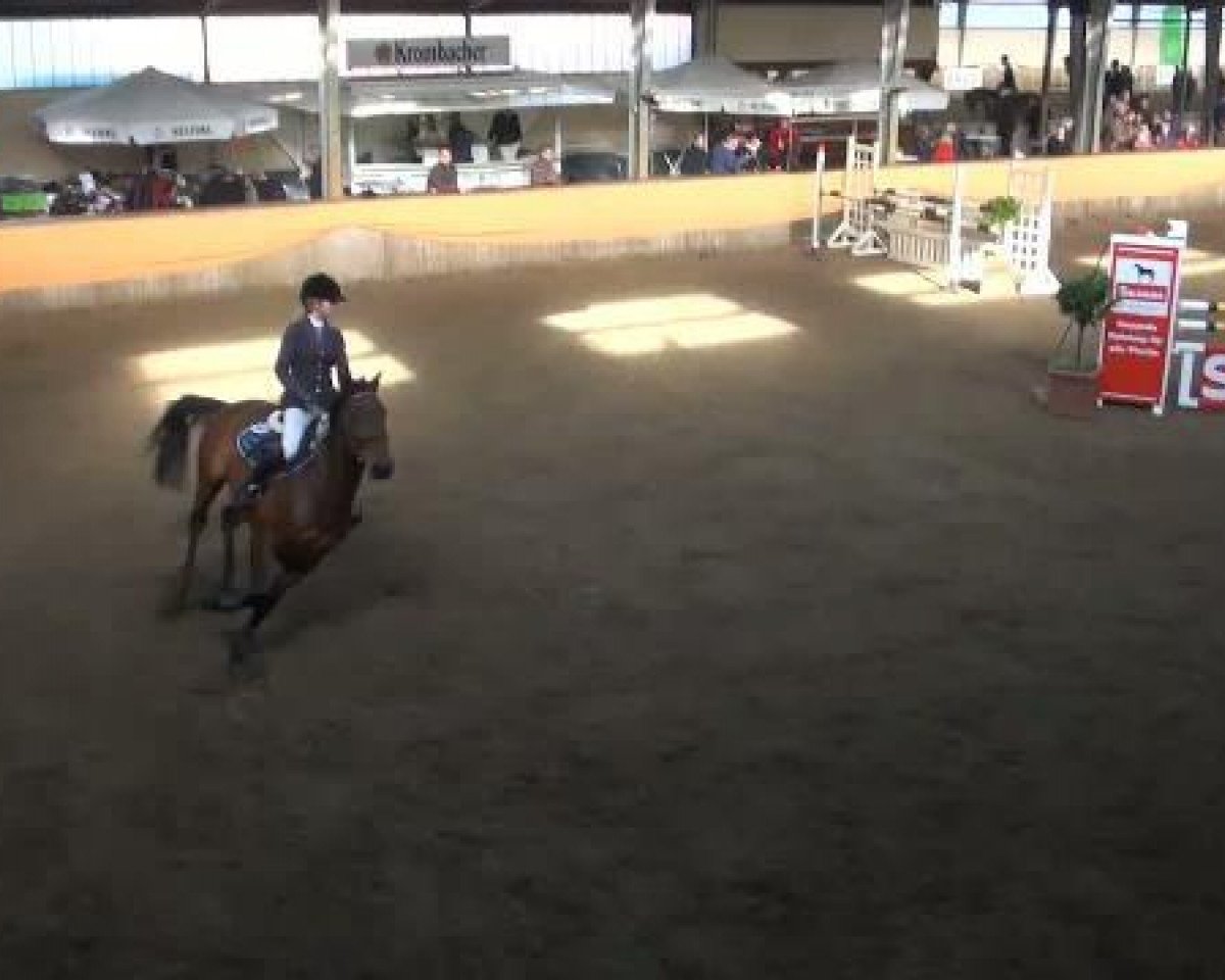 horse Quinqui (Hanoverian, 1988, from Quasi Roi)