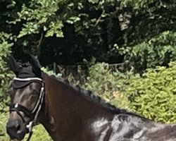 dressage horse Fantast Ass (German Sport Horse, 2018, from For Dance)