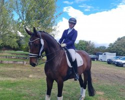 dressage horse Fine Time 35 (Hanoverian, 2015, from Follow Me OLD)