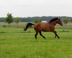 Springpferd Carl 111 (Oldenburger, 2013, von Cador 5)