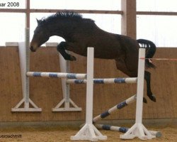 jumper Little Star (Oldenburg, 2005, from Ludwig von Bayern 168 FIN)