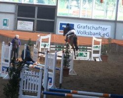 broodmare Carlotta WM (Oldenburg show jumper, 2004, from Cordalme Z)