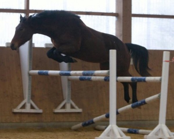 broodmare Chouchou (Oldenburg show jumper, 2003, from Cash and Carry)