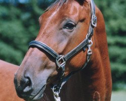 horse Quidditch (Oldenburg, 2001, from Quincy Z)