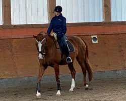 dressage horse Wunschkind 21 (Hanoverian, 2003)