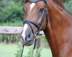 dressage horse Scardanelli (Oldenburg, 2006, from Samarant)