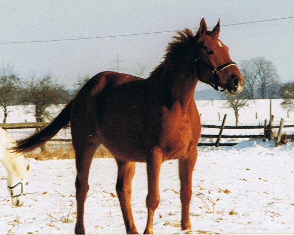 horse Benisha K.M. (Hanoverian, 1991, from Bergkristall)