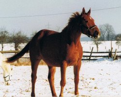 horse Benisha K.M. (Hanoverian, 1991, from Bergkristall)