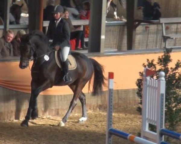 jumper Sting 14 (Holsteiner, 2007, from Singulord Joter)