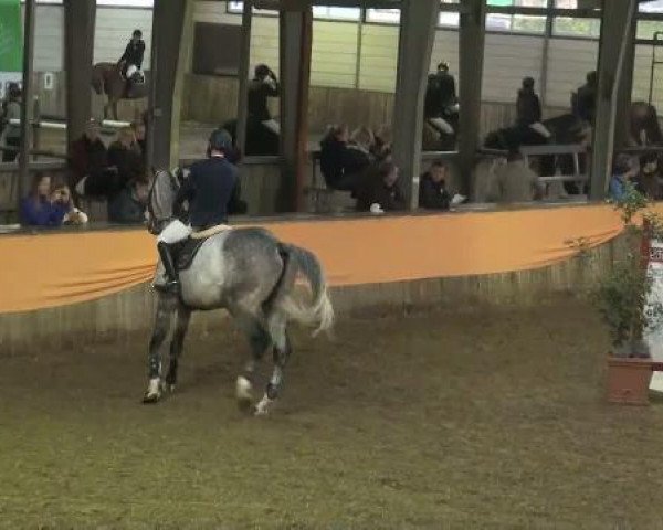 jumper Bonaparte 113 (KWPN (Royal Dutch Sporthorse), 2006, from Quite Capitol)