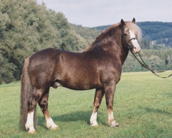 horse Feldsee (Black Forest Horse, 1994, from Felix)