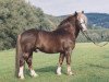 stallion Feldsee (Black Forest Horse, 1994, from Felix)