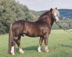 Deckhengst Feldsee (Schwarzwälder Kaltblut, 1994, von Felix)