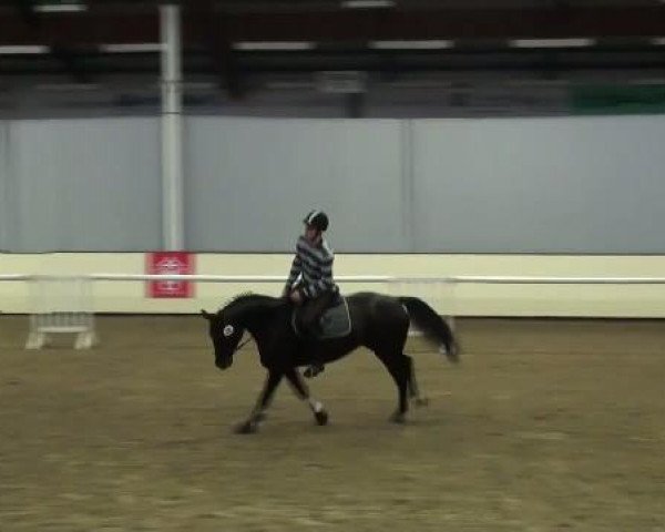 horse Aida A (Westphalian, 2006, from Aurelio)