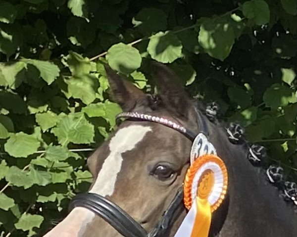 Pferd Waterlands Perffaith (Welsh Mountain Pony (Sek.A), 2016, von Waterland's Armani)