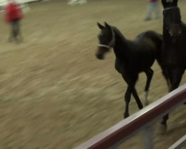 dressage horse Stute von Fiderstep (Westphalian, 2011, from Fiderstep)