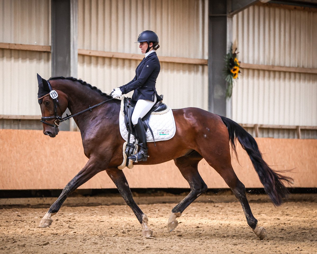 dressage horse Flamenco 200 (Rhinelander, 2013, from Feedback 16)