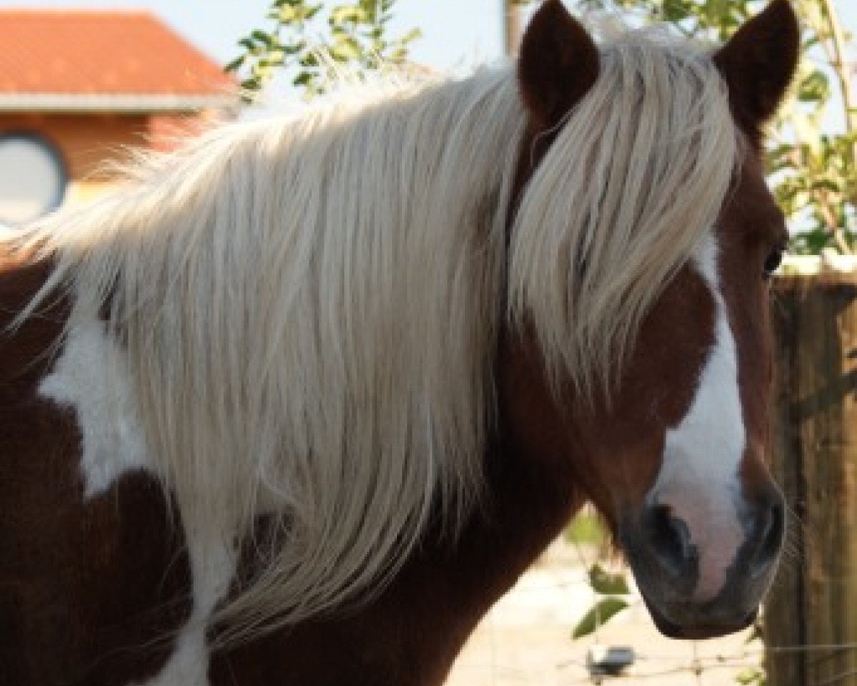 broodmare Fly (Shetland Pony,  )