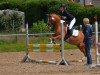 dressage horse Daily Diamond 6 (German Riding Pony, 2017, from Danny Gold)