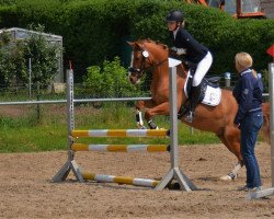 dressage horse Daily Diamond 6 (German Riding Pony, 2017, from Danny Gold)