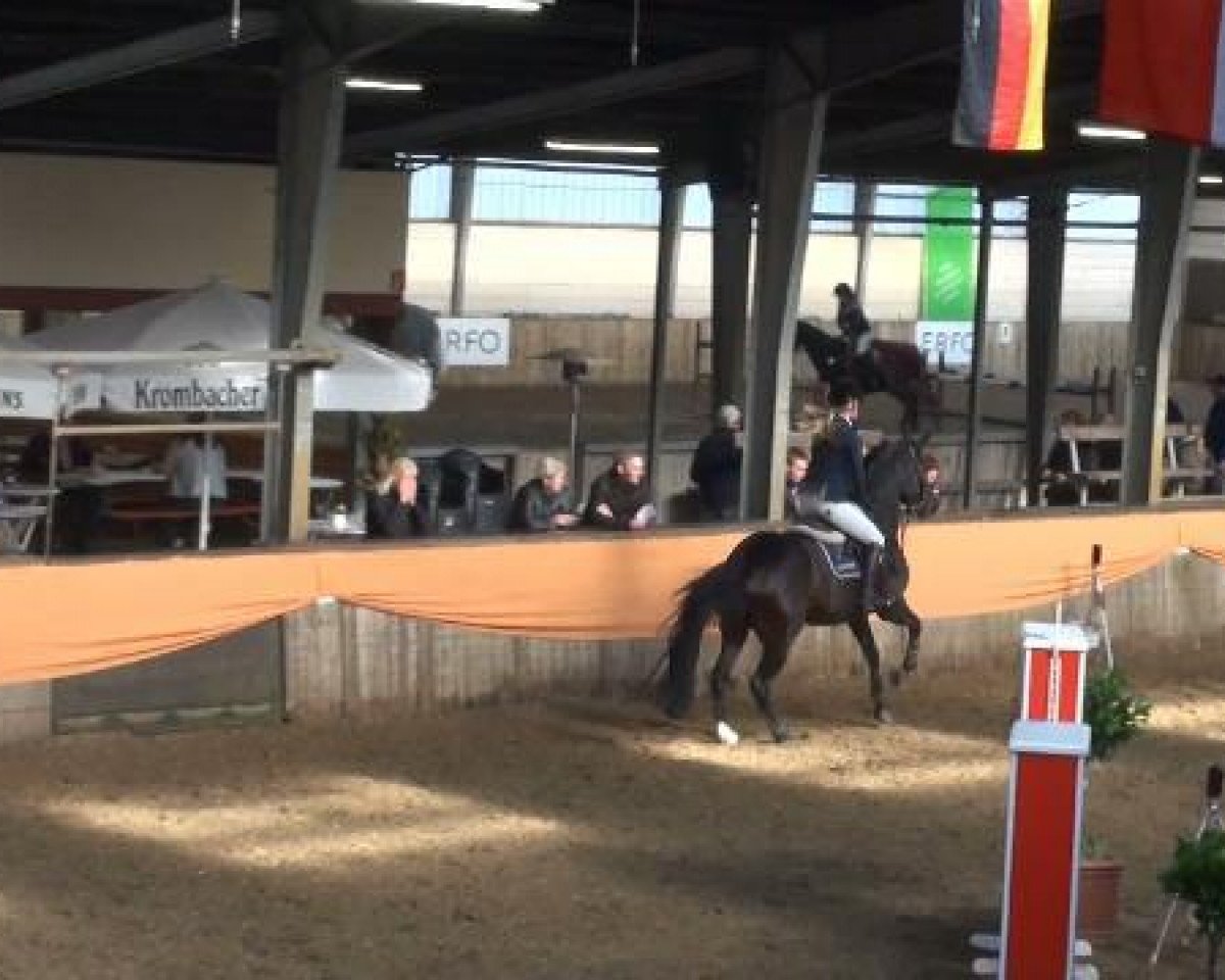 broodmare Quincy 132 (Oldenburg show jumper, 2005, from Quidam's Rubin)