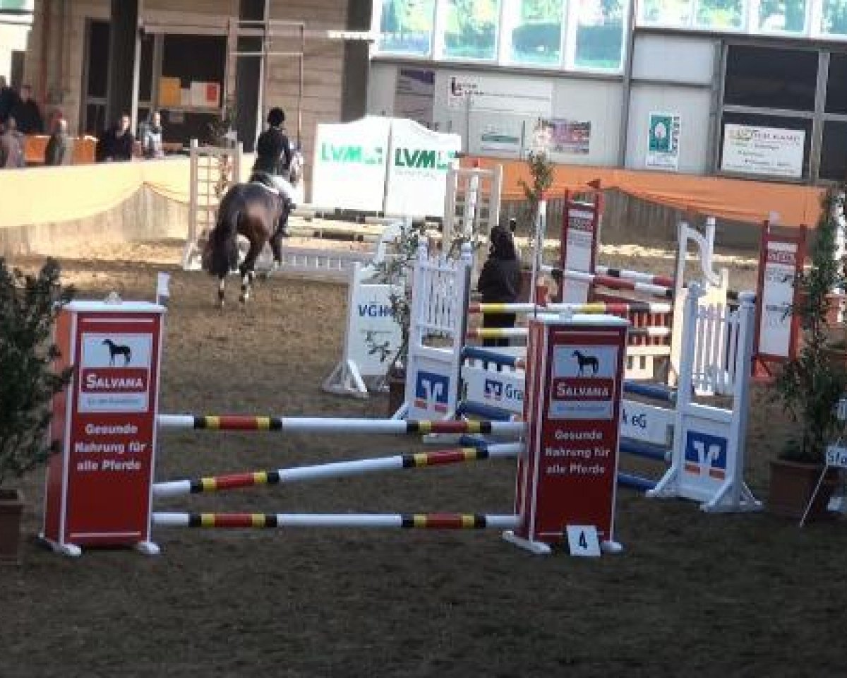jumper Quinaro de la Bryere (Holsteiner, 2007, from Quinar)