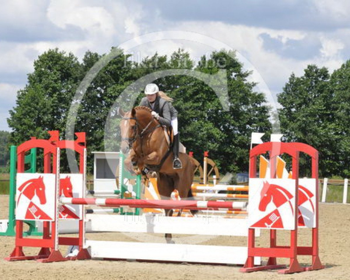 horse Waidego (Hanoverian, 2005, from Waterford)