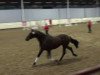 dressage horse Franck Ribery (Westphalian, 2009, from Florestan I)