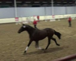 dressage horse Franck Ribery (Westphalian, 2009, from Florestan I)