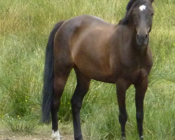 Pferd Finesse (Deutsches Reitpony, 1996, von Rocky Twist)