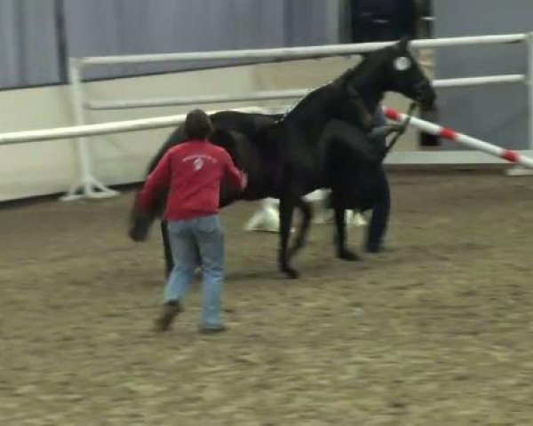 dressage horse Granny Go (Westphalian, 2011, from Grafenstolz)