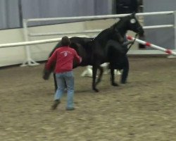 dressage horse Granny Go (Westphalian, 2011, from Grafenstolz)