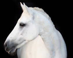 Pferd Ellen's Fancy (Connemara-Pony, 2008, von Kenagh King)